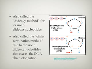 • Also called the
  “dideoxy method” for
  its use of
  dideoxynucleotides

• Also called the “chain
  termination method”...