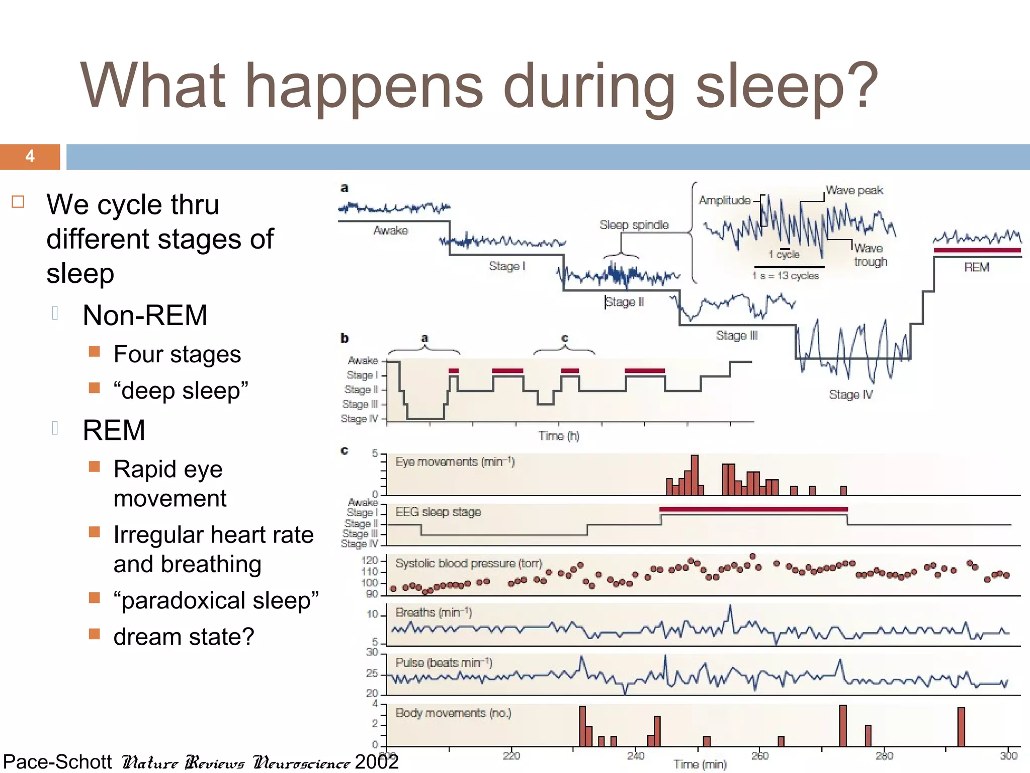 What happens during sleep?
4
Pace-Schott Nature Reviews Neuroscience 2002
 We cycle thru
different stages of
sleep
 Non-REM
 Four stages
 “deep sleep”
 REM
 Rapid eye
movement
 Irregular heart rate
and breathing
 “paradoxical sleep”
 dream state?
 