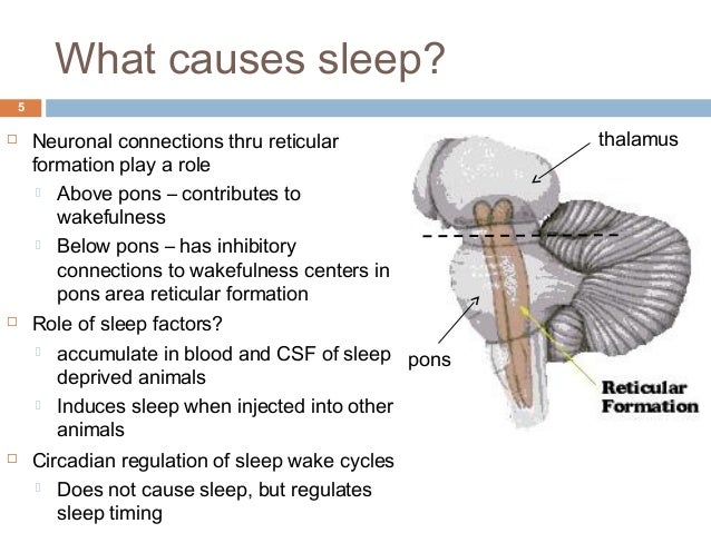 The Science of Sleep The Science of Sleep The Science of Sleep The Science of Sleep
