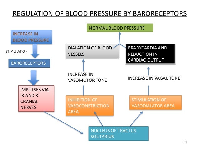 30 31 31 regulation of blood pressure by baroreceptors increase