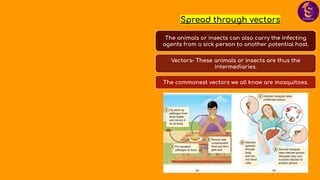 Spread through vectors
The animals or insects can also carry the infecting
agents from a sick person to another potential host.
Vectors- These animals or insects are thus the
intermediaries.
The commonest vectors we all know are mosquitoes.
 