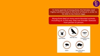 In many species of mosquitoes, the females need
highly nutritious food in the form of blood in order to
be able to lay mature eggs.
Mosquitoes feed on many warm-blooded animals,
including us. In this way, they can transfer diseases
from person to person.
 