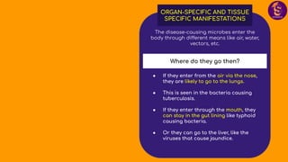 The disease-causing microbes enter the
body through different means like air, water,
vectors, etc.
● If they enter from the air via the nose,
they are likely to go to the lungs.
● This is seen in the bacteria causing
tuberculosis.
● If they enter through the mouth, they
can stay in the gut lining like typhoid
causing bacteria.
● Or they can go to the liver, like the
viruses that cause jaundice.
ORGAN-SPECIFIC AND TISSUE
SPECIFIC MANIFESTATIONS
Where do they go then?
 