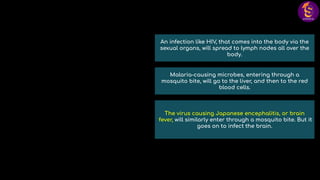 An infection like HIV, that comes into the body via the
sexual organs, will spread to lymph nodes all over the
body.
Malaria-causing microbes, entering through a
mosquito bite, will go to the liver, and then to the red
blood cells.
The virus causing Japanese encephalitis, or brain
fever, will similarly enter through a mosquito bite. But it
goes on to infect the brain.
 
