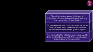 This eliminates the infection even more quickly
than the ﬁrst time around. This is the basis of
the principle of immunisation.
So the next time that particular microbe, or its
close relatives enter the body, the immune
system responds with even greater vigour.
When the immune system ﬁrst sees an
infectious microbe, it responds against it and
then remembers it speciﬁcally.
 