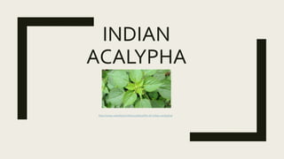 INDIAN
ACALYPHA
http://www.valuefood.info/1707/benefits-of-indian-acalypha/
 