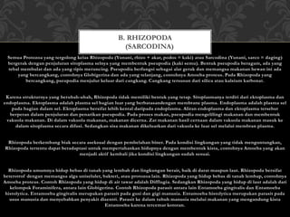Semua Protozoa yang tergolong kelas Rhizopoda (Yunani, rhizo + akar, podos = kaki) atau Sarcodina (Yunani, sarco = daging)
bergerak dengan penjuluran sitoplasma selnya yang membentuk pseupodia (kaki semu). Bentuk pseupodia beragam, ada yang
tebal membulat dan ada yang tipis meruncing. Pseupodia berfungsi sebagai alat gerak dan memangsa makanan hewan ini ada
yang bercangkang, contohnya Globigerina dan ada yang telanjang, contohnya Amoeba proteus. Pada Rhizopoda yang
bercangkang, pseupodia menjulur keluar dari cangkang. Cangkang tersusun dari silica atau kalsium karbonat.
Karena strukturnya yang berubah-ubah, Rhizopoda tidak memiliki bentuk yang tetap. Sitoplasmanya terdiri dari ektoplasma dan
endoplasma. Ektoplasma adalah plasma sel bagian luar yang berbatasandengan membrane plasma. Endoplasma adalah plasma sel
pada bagian dalam sel. Ektoplasma bersifat lebih kental daripada endoplasma. Aliran endoplasma dan ektoplasma tersebut
berperan dalam penjuluran dan penarikan pseupodia. Pada proses makan, pseupodia mengelilingi makanan dan membentuk
vakuola makanan. Di dalam vakuola makanan, makanan dicerna. Zat makanan hasil cernaan dalam vakuola makanan masuk ke
dalam sitoplasma secara difusi. Sedangkan sisa makanan dikeluarkan dari vakuola ke luar sel melalui membran plasma.
Rhizopoda berkembang biak secara aseksual dengan pembelahan biner. Pada kondisi lingkungan yang tidak menguntungkan,
Rhizopoda tertentu dapat beradaptasi untuk mempertahankan hidupnya dengan membentuk kista, contohnya Amoeba yang akan
menjadi aktif kembali jika kondisi lingkungan sudah sesuai.
Rhizopoda umumnya hidup bebas di tanah yang lembab dan lingkungan berair, baik di darat maupun laut. Rhizopoda bersifat
heterotrof dengan memangsa alga uniseluler, bakteri, atau protozoa lain. Rhizopoda yang hidup bebas di tanah lembap, contohnya
Amoeba proteus. Contoh Rhizopoda yang hidup di air tawar adalah Difflugia. Sedangkan Rhizopoda yang hidup di laut adalah dari
kelompok Foraminifera, antara lain Globigerina. Contoh Rhizopoda parasit antara lain Entamoeba gingivalis dan Entamoeba
histolytica. Entamoeba gingivalis merupakan parasit pada gusi dan gigi manusia. Entamoeba histolytica merupakan parasit pada
usus manusia dan menyebabkan penyakit disentri. Parasit ke dalam tubuh manusia melalui makanan yang mengandung kista
Entamoeba karena tercemar kotoran.
B. RHIZOPODA
(SARCODINA)
 