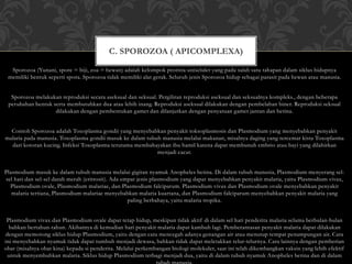 Sporozoa (Yunani, spore = biji, zoa = hewan) adalah kelompok protista uniseluler yang pada salah satu tahapan dalam siklus hidupnya
memiliki bentuk seperti spora. Sporozoa tidak memiliki alat gerak. Seluruh jenis Sporozoa hidup sebagai parasit pada hewan atau manusia.
Sporozoa melakukan reproduksi secara aseksual dan seksual. Pergiliran reproduksi aseksual dan seksualnya kompleks., dengan beberapa
perubahan bentuk serta membutuhkan dua atau lebih inang. Reproduksi aseksual dilakukan dengan pembelahan biner. Reproduksi seksual
dilakukan dengan pembentukan gamet dan dilanjutkan dengan penyatuan gamet jantan dan betina.
Contoh Sporozoa adalah Toxoplasma gondii yang menyebabkan penyakit toksoplasmosis dan Plasmodium yang menyebabkan penyakit
malaria pada manusia. Toxoplasma gondii masuk ke dalam tubuh manusia melalui makanan, misalnya daging yang tercemar kista Toxoplasma
dari kotoran kucing. Infeksi Toxoplasma terutama membahayakan ibu hamil karena dapat membunuh embrio atau bayi yang dilahirkan
menjadi cacat.
Plasmodium masuk ke dalam tubuh manusia melalui gigitan nyamuk Anopheles betina. Di dalam tubuh manusia, Plasmodium menyerang sel-
sel hati dan sel-sel darah merah (eritrosit). Ada empat jenis plasmodium yang dapat menyebabkan penyakit malaria, yaitu Plasmodium vivax,
Plasmodium ovale, Plasmodium malariae, dan Plasmodium falciparum. Plasmodium vivax dan Plasmodium ovale menyebabkan penyakit
malaria tertiana, Plasmodium malariae menyebabkan malaria kuartana, dan Plasmodium falciparum menyebabkan penyakit malaria yang
paling berbahaya, yaitu malaria tropika.
Plasmodium vivax dan Plasmodium ovale dapat tetap hidup, meskipun tidak aktif di dalam sel hati penderita malaria selama berbulan-bulan
bahkan bertahun-tahun. Akibatnya di kemudian hari penyakit malaria dapat kambuh lagi. Pemberantasan penyakit malaria dapat dilakukan
dengan memotong siklus hidup Plasmodium, yaitu dengan cara mencegah adanya genangan air atau menutup tempat penampungan air. Cara
ini menyebabkan nyamuk tidak dapat tumbuh menjadi dewasa, bahkan tidak dapat meletakkan telur-telurnya. Cara lainnya dengan pemberian
obat (misalnya obat kina) kepada si penderita. Melalui perkembangan biologi molekuler, saat ini telah dikembangkan vaksin yang lebih efektif
untuk menyembuhkan malaria. Siklus hidup Plasmodium terbagi menjadi dua, yaitu di dalam tubuh nyamuk Anopheles betina dan di dalam
C. SPOROZOA ( APICOMPLEXA)
 