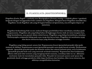 Flagellata (Latin, flagell = cambuk) atau Mastigophora (Yunani, mastig = cambuk, phora = gerakan)
bergerak dengan menggunakan bulu cambuk atau flagellum. Sebagian besar Flagellata memiliki dua
flagellum. Letak flagellum ada yang di bagian belakan sel (posterior), atau di bagian depan sel
(anterior).
Flagellata berkembang biak secara aseksual dengan pembelahan biner membujur, misalnya pada
Trypanosoma. Flagellata ada yang hidup bebas di lingkungan berair, baik air tawar maupun laut,
hidup bersimbiosis, atau parasit dalam tubuh hewan. Flagellata yang hidup bersimbiosis, misalnya
Trichonympha campanula hidup pada usus rayap dan kecoa kayu. Flagellata ini membantu rayap
atau kecoa mencerna kayu yang dimakan serangga tersebut.
Flagellata yang hidup parasit antara lain Trypanosoma brucei (penyebab penyakit tidur pada
manusia di Afrika), Trypanosoma evansi (penyebab penyakit surra pada hewan ternak), Trichomonas
vaginalis (penyebab penyakit pada alat kelamin wanita dan saluran kelamin pria), serta Leishmania
(penyebab penyakit kala-azar yang merusak sel darah manusia). Trypanosoma dan Leishmania
dibawa oleh jenis lalat tertentu yang mengisap darah manusia, contohnya lalat tse tse (Glossina
moritans). Lalat ini menularkan penyakit tidur. Penyakit ini merusak system saraf pusat dan
pembuluh darah sehingga penderita tidak dapat berbicara dan berjalan, tidur terus-menerus, dan
akhirnya mengakibatkan kematian.
D. FLAGELLATA (MASTIGOPHORA)
 
