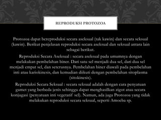 Protozoa dapat bereproduksi secara aseksual (tak kawin) dan secara seksual
(kawin). Berikut penjelasan reproduksi secara aseksual dan seksual antara lain
sebagai berikut.
Reproduksi Secara Aseksual : secara aseksual pada umumnya dengan
melakukan pembelahan biner. Dari satu sel menjadi dua sel, dari dua sel
menjadi empat sel, dan seterusnya. Pembelahan biner diawali pada pembelahan
inti atau kariokinesis, dan kemudian diikuti dengan pembelahan sitoplasma
(sitokinesis).
Reproduksi Secara Seksual : secara seksual adalah dengan cara penyatuan
gamet yang berbeda jenis sehingga dapat menghasilkan zigot atau secara
konjugasi (penyatuan inti vegetatif sel). Namun, ada juga Protozoa yang tidak
melakukan reproduksi secara seksual, seperti Amoeba sp.
REPRODUKSI PROTOZOA
 
