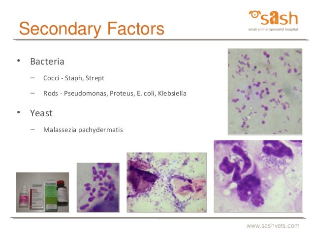 SASH : Tricky infections by Dr Linda Vogelnest