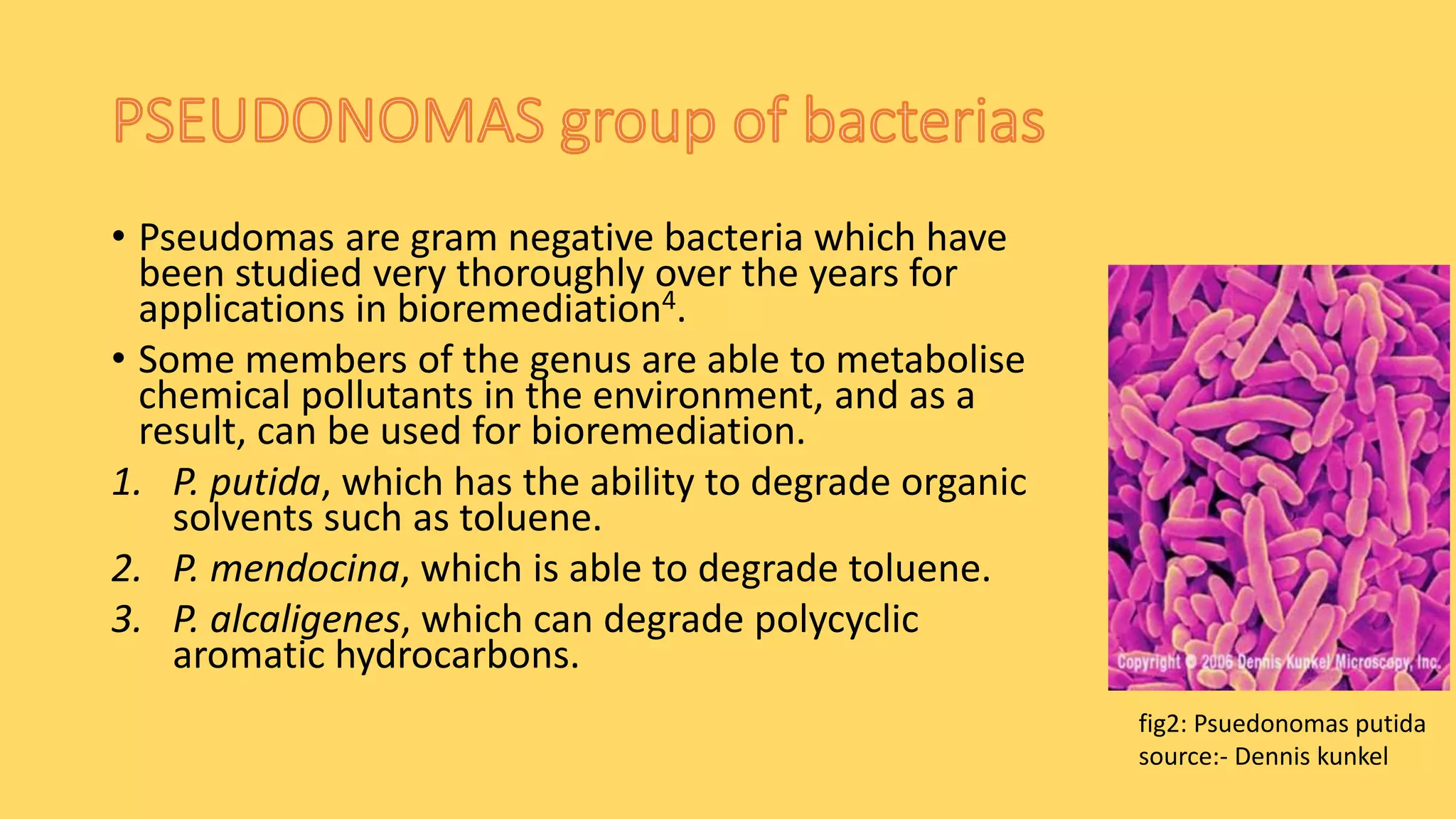 • Pseudomas are gram negative bacteria which have
been studied very thoroughly over the years for
applications in bioremediation4.
• Some members of the genus are able to metabolise
chemical pollutants in the environment, and as a
result, can be used for bioremediation.
1. P. putida, which has the ability to degrade organic
solvents such as toluene.
2. P. mendocina, which is able to degrade toluene.
3. P. alcaligenes, which can degrade polycyclic
aromatic hydrocarbons.
fig2: Psuedonomas putida
source:- Dennis kunkel
 