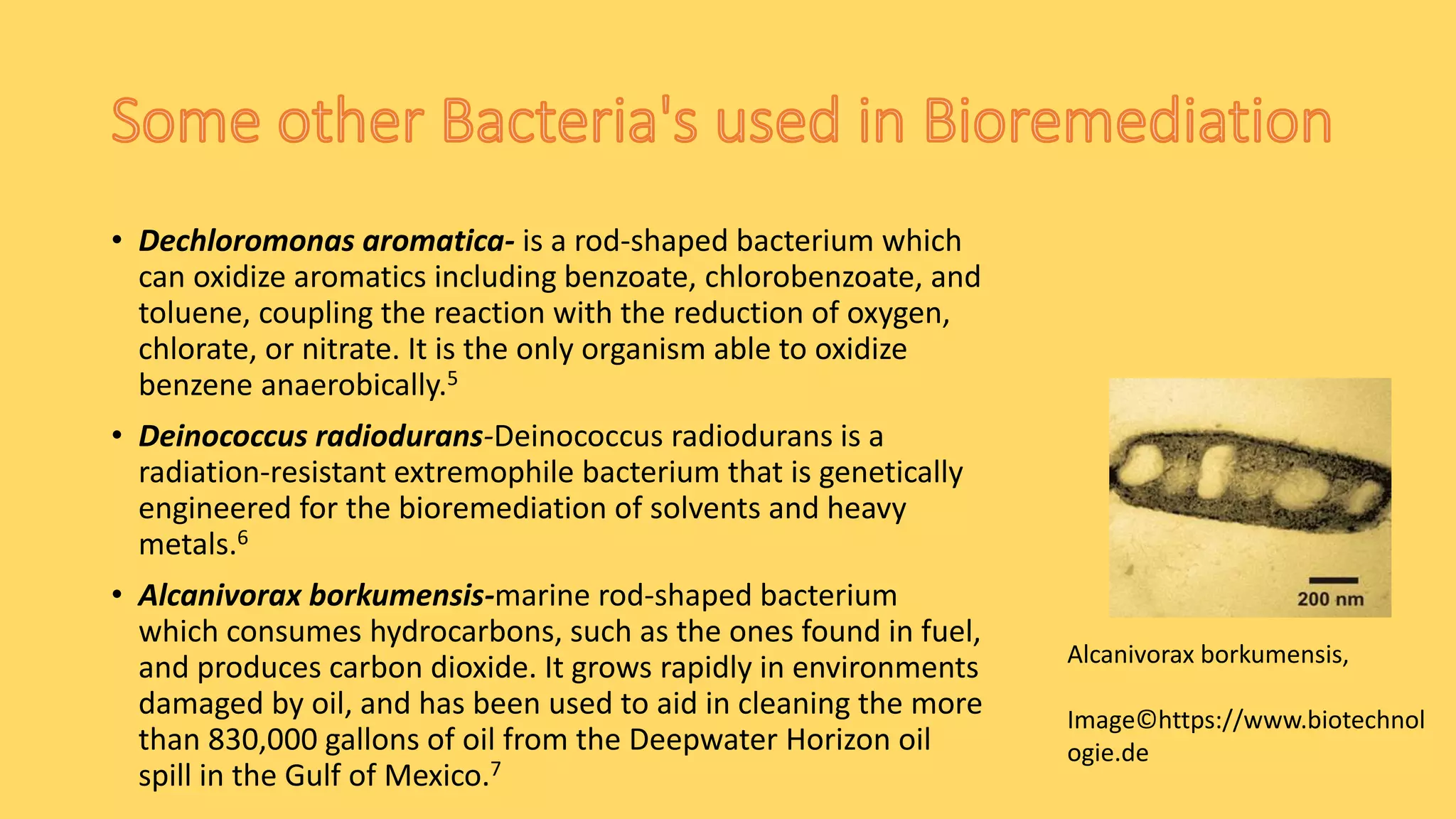 • Dechloromonas aromatica- is a rod-shaped bacterium which
can oxidize aromatics including benzoate, chlorobenzoate, and
toluene, coupling the reaction with the reduction of oxygen,
chlorate, or nitrate. It is the only organism able to oxidize
benzene anaerobically.5
• Deinococcus radiodurans-Deinococcus radiodurans is a
radiation-resistant extremophile bacterium that is genetically
engineered for the bioremediation of solvents and heavy
metals.6
• Alcanivorax borkumensis-marine rod-shaped bacterium
which consumes hydrocarbons, such as the ones found in fuel,
and produces carbon dioxide. It grows rapidly in environments
damaged by oil, and has been used to aid in cleaning the more
than 830,000 gallons of oil from the Deepwater Horizon oil
spill in the Gulf of Mexico.7
Alcanivorax borkumensis,
Image©https://www.biotechnol
ogie.de
 