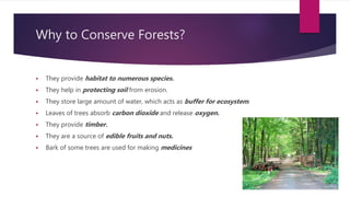 Forest and Wildlife | PPTX