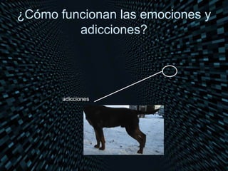 ¿Cómo funcionan las emociones y
         adicciones?




       adicciones
 
