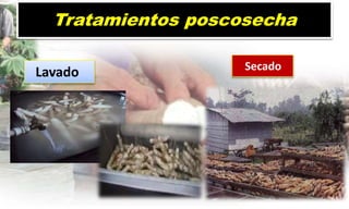 Tratamientos poscosecha
Lavado Secado
 
