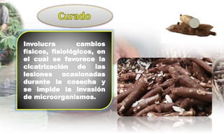 Involucra cambios
físicos, fisiológicos, en
el cual se favorece la
cicatrización de las
lesiones ocasionadas
durante la cosecha y
se impide la invasión
de microorganismos.
 