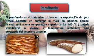 El parafinado es el tratamiento clave en la exportación de yuca
fresca, Consiste en sumergir la yuca en parafina líquida,
la cual está a una temperatura superior a los 100 °C y dejarla
solidificarse o secarse a temperatura ambiente, para
protegerla del deterioro vascular.
 
