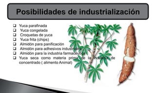  Yuca parafinada
 Yuca congelada
 Croquetas de yuca
 Yuca frita (chips)
 Almidón para panificación
 Almidón para adhesivos industriales
 Almidón para la industria farmacéutica
 Yuca seca como materia prima de la industria de
concentrado ( alimento Animal)
 