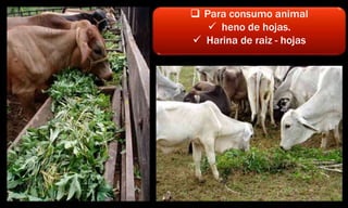  Para consumo animal
 heno de hojas.
 Harina de raiz - hojas
 