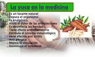  Es un laxante natural
 Depura el organismo
 Es analgésico.
 Alivia el dolor de las articulaciones
 Es desinfecta las heridas
 Tiene efecto antiinflamatorio
 Estimula el sistema inmunológico
 tiene efectos anti colitis
 Anti alérgico
 Mejora la circulación
 Disminuye el colesterol
 