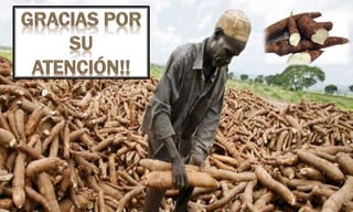 ETAPAS FISIOLÓGICAS DE LA YUCA