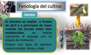 la siembra se realiza a finales
de abril o a principios de mayo
cuando las lluvias estén bien
establecidas. se realiza
colocando el esqueje con un
ángulo de inclinación.
Existen tres tipos de siembra:
cadena simple; doble y triple.
 
