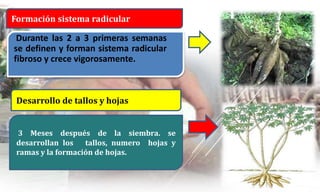 Durante las 2 a 3 primeras semanas
se definen y forman sistema radicular
fibroso y crece vigorosamente.
.
Formación sistema radicular
3 Meses después de la siembra. se
desarrollan los tallos, numero hojas y
ramas y la formación de hojas.
Desarrollo de tallos y hojas
 