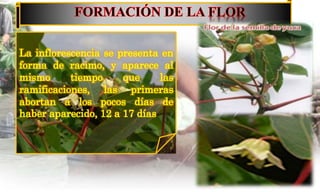 La inflorescencia se presenta en
forma de racimo, y aparece al
mismo tiempo que las
ramificaciones, las primeras
abortan a los pocos días de
haber aparecido, 12 a 17 días
 