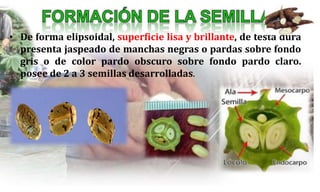 • De forma elipsoidal, superficie lisa y brillante, de testa dura
presenta jaspeado de manchas negras o pardas sobre fondo
gris o de color pardo obscuro sobre fondo pardo claro.
posee de 2 a 3 semillas desarrolladas.
.
 