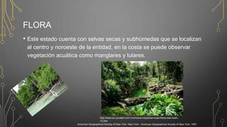 FLORA
• Este estado cuenta con selvas secas y subhúmedas que se localizan
al centro y noroeste de la entidad, en la costa se puede observar
vegetación acuática como manglares y tulares.
http://www.en-yucatan.com.mx/riviera-maya/sian-kaan/fotos-sian-kaan-
12.php
American Geographical Society of New York. New York : American Geographical Society of New York, 1927
 