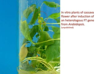Status of Cassava Genetic Transformation at CIAT. 