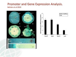 Status of Cassava Genetic Transformation at CIAT. 