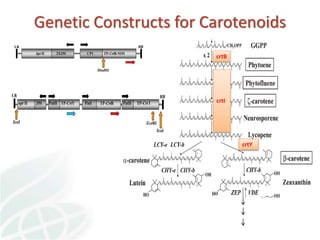 Status of Cassava Genetic Transformation at CIAT. 