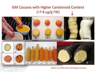 Status of Cassava Genetic Transformation at CIAT. 