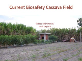 Status of Cassava Genetic Transformation at CIAT. 