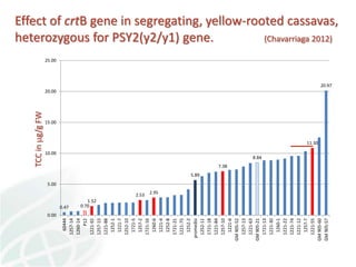 Status of Cassava Genetic Transformation at CIAT. 
