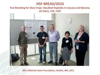 Status of Cassava Genetic Transformation at CIAT. 