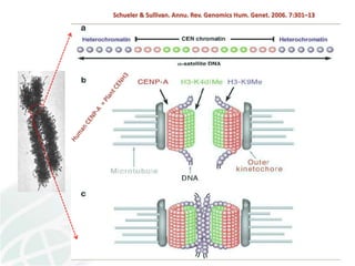 Status of Cassava Genetic Transformation at CIAT. 