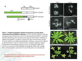 Status of Cassava Genetic Transformation at CIAT. 
