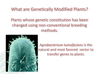 Status of Cassava Genetic Transformation at CIAT. 