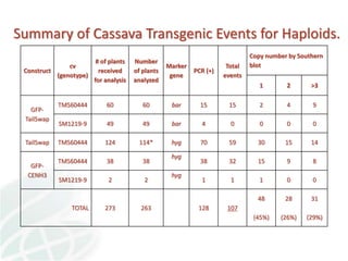 Status of Cassava Genetic Transformation at CIAT. 