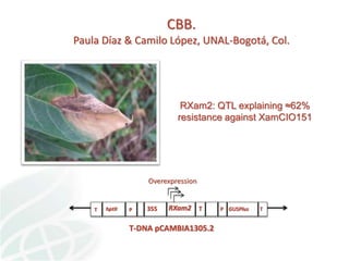 Status of Cassava Genetic Transformation at CIAT. 