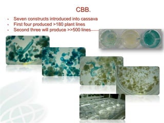 Status of Cassava Genetic Transformation at CIAT. 
