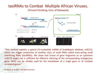 Status of Cassava Genetic Transformation at CIAT. 