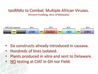 Status of Cassava Genetic Transformation at CIAT. 