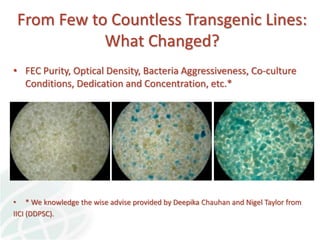 Status of Cassava Genetic Transformation at CIAT. 