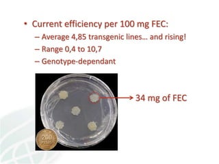 Status of Cassava Genetic Transformation at CIAT. 