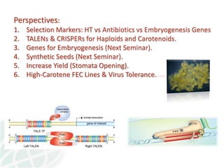 Status of Cassava Genetic Transformation at CIAT. 