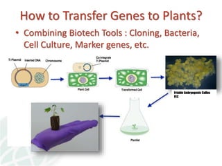 Status of Cassava Genetic Transformation at CIAT. 